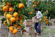 ذخیره‌سازی 150 هزار تن انواع مرکبات در مازندران