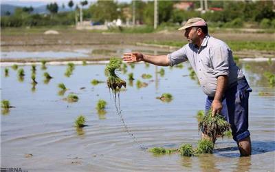 شرایط برای جهش تولید برنج در مازندران فراهم است