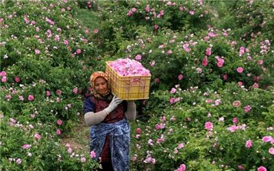 مزارع طلا در مازندران؛ عطر گل و گلاب پیچید